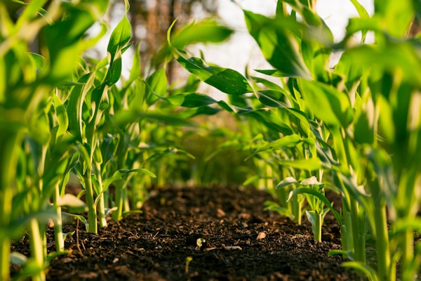 Agroquímicos